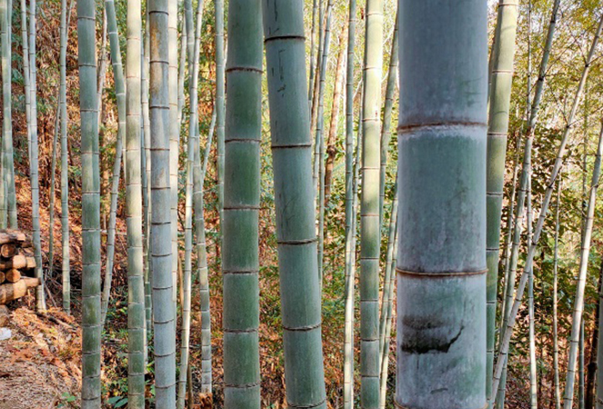 Ningguo Kuntai bambù e legno Co., Ltd.