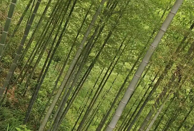 Ningguo Kuntai bambù e legno Co., Ltd.